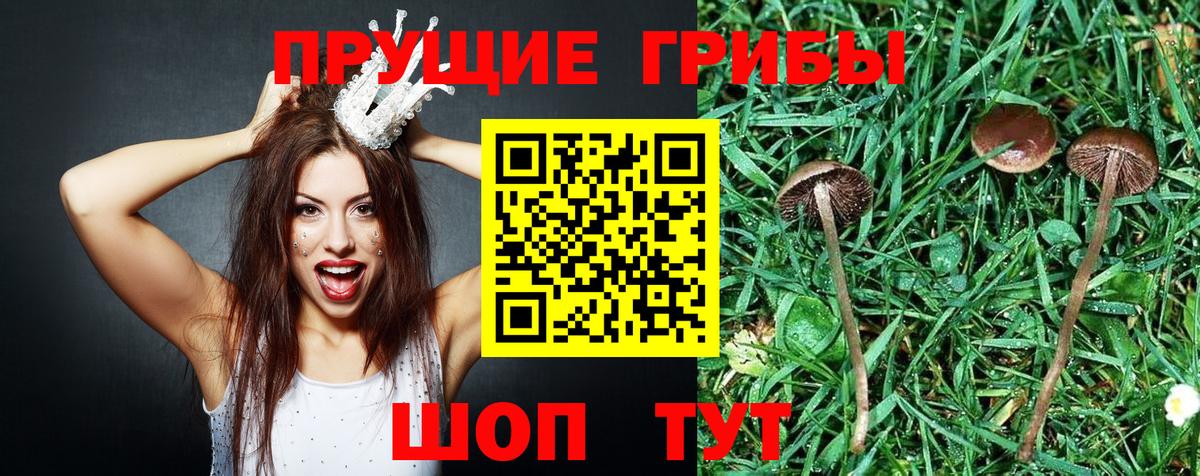 Псилоцибиновые грибы прущие грибы Сухой Лог
